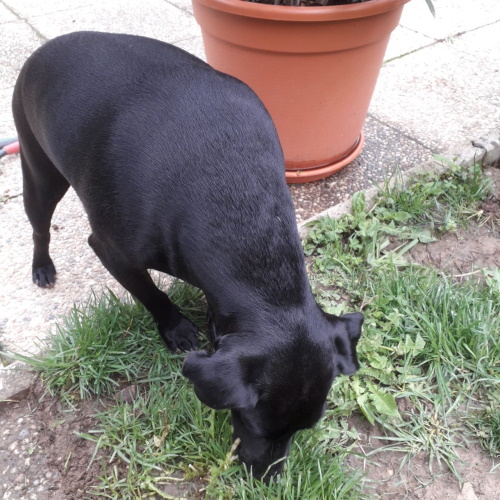 Richie hilft Frauchen im Garten