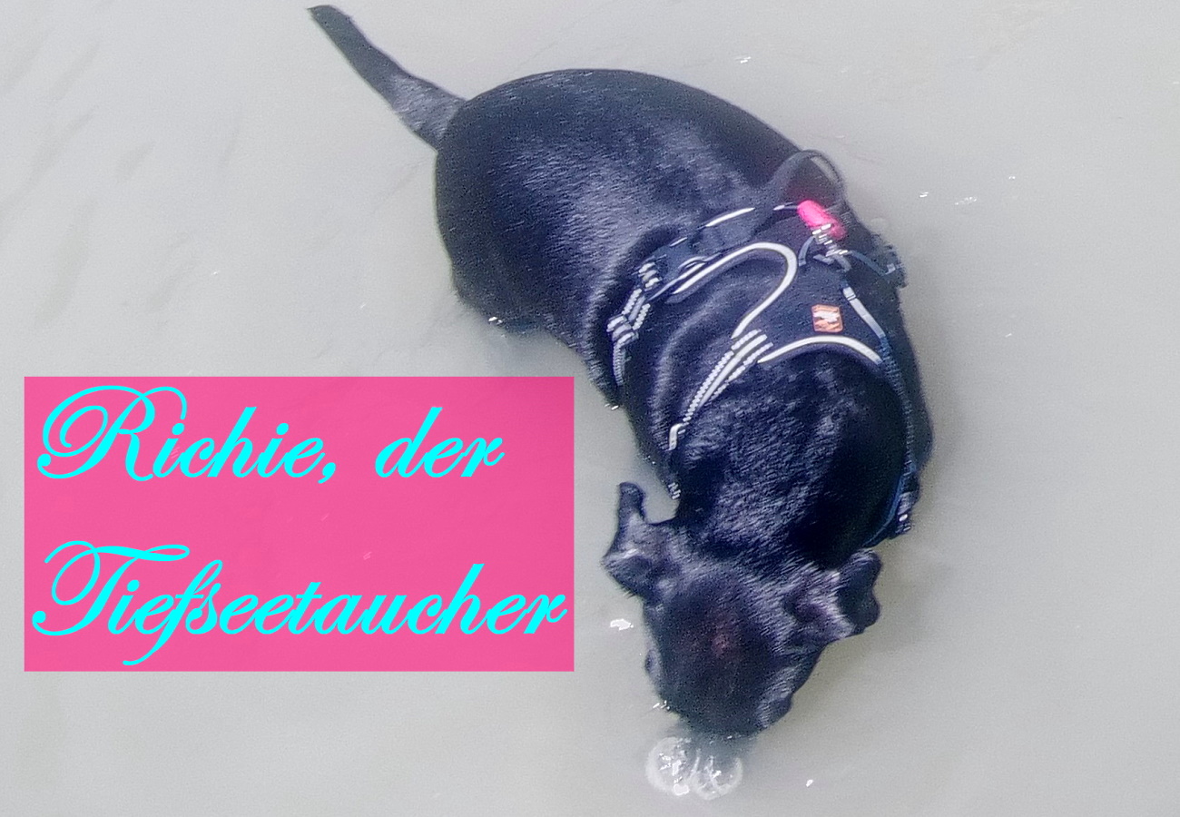 You are currently viewing Hundestrand Keszthely – Richie geht zum ersten Mal schwimmen