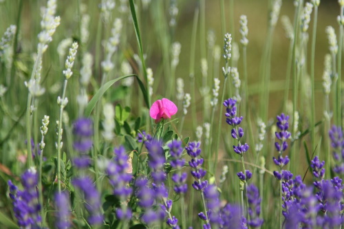 Lavendelfelder in Tihany - Naturschutz