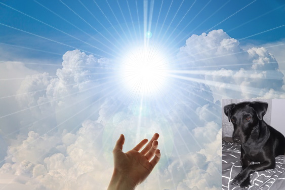 Engelmeditation: Gott reicht uns allen die Hand bzw. die Pfote, wir müssen sie nur ergreifen