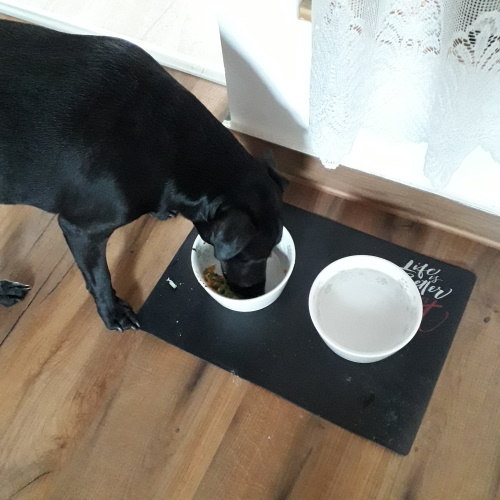 Hundeernährung - gleich ist der Napf leer, denn nun ist nur noch ein winziger Rest drin